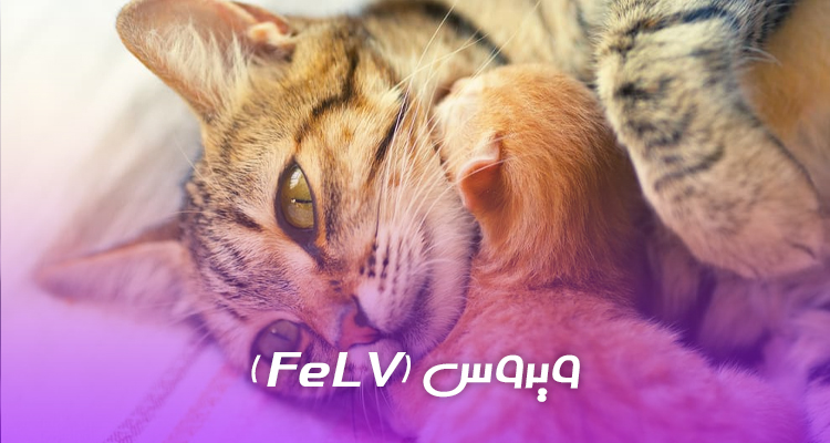 ویروس لوسمی گربه (FeLV) چیست؟ علل , علائم و درمان